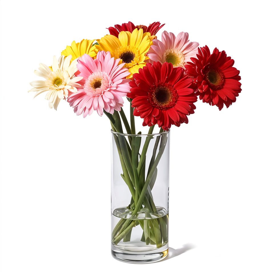 Gerbera Brights
