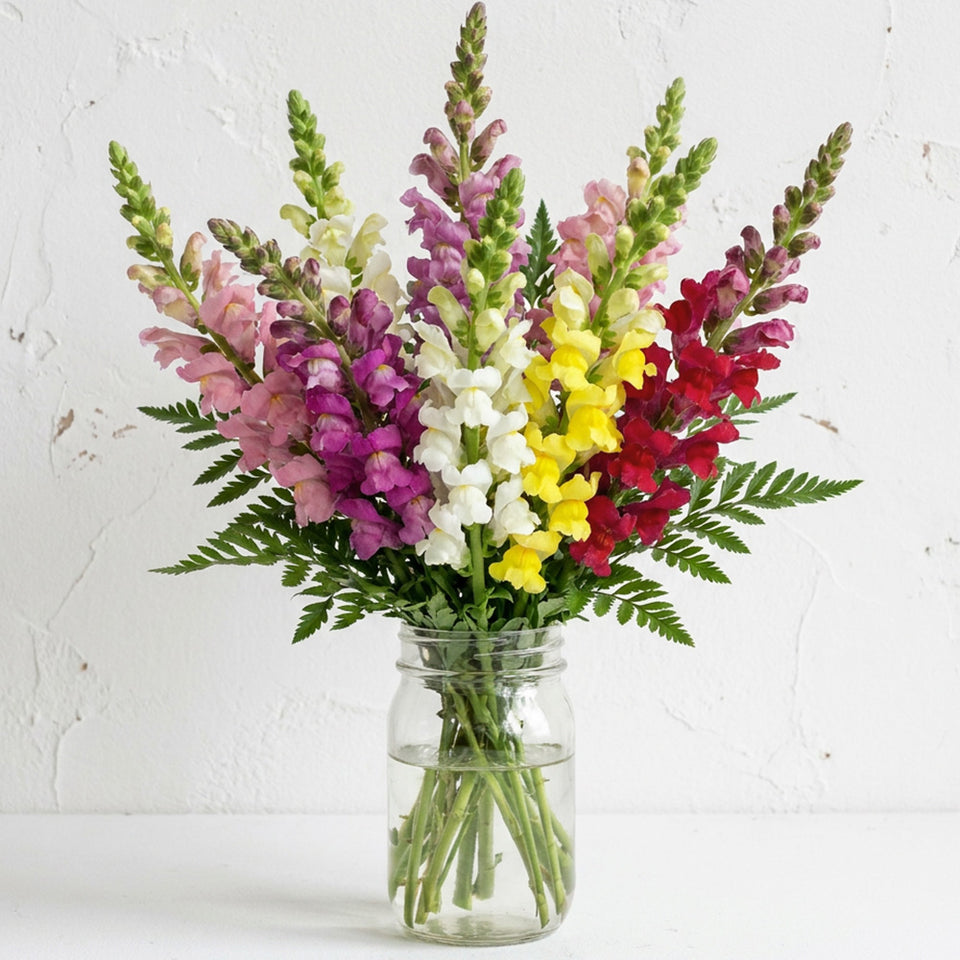 Super Snapdragons in Mason Jar