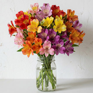 Thirty Blooms of Alstroemeria in Mason Jar