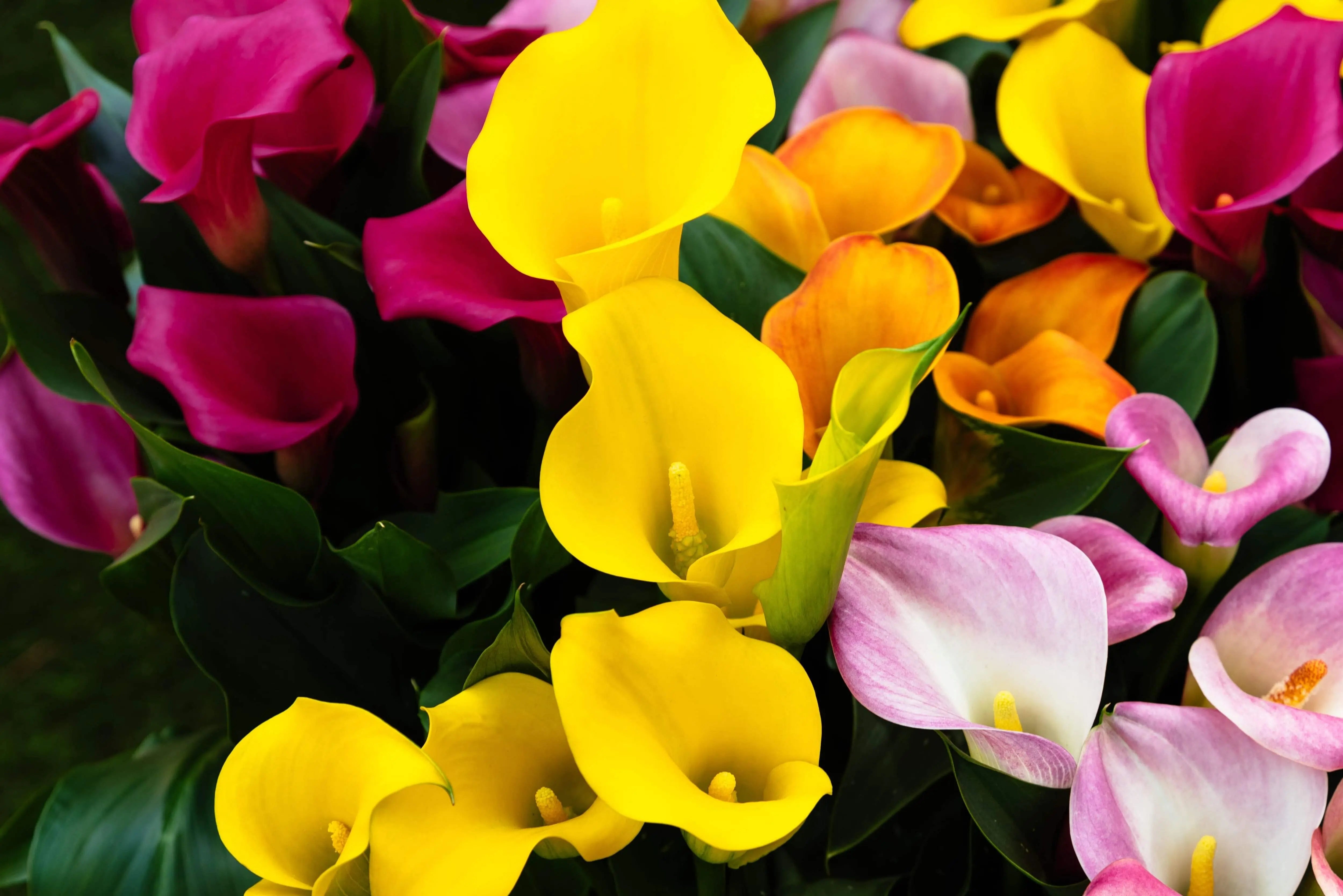 Colorful calla lilies in full bloom