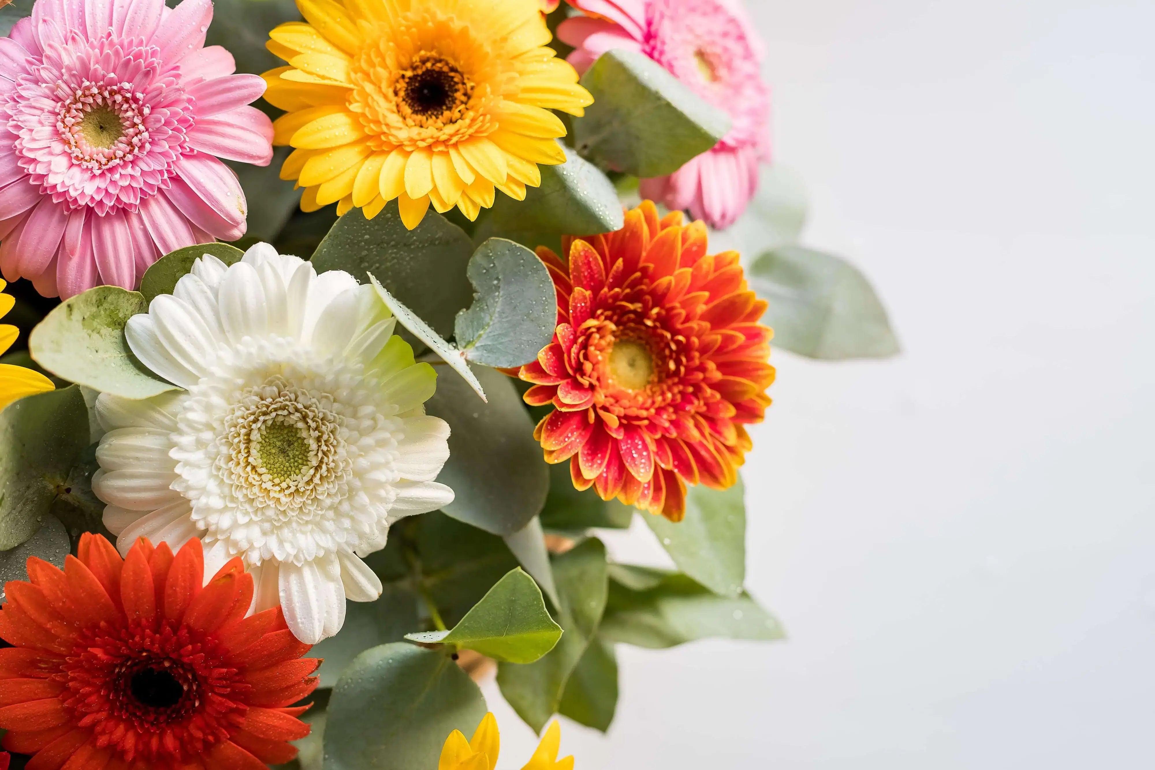 Colorful gerbera daisy bouquet