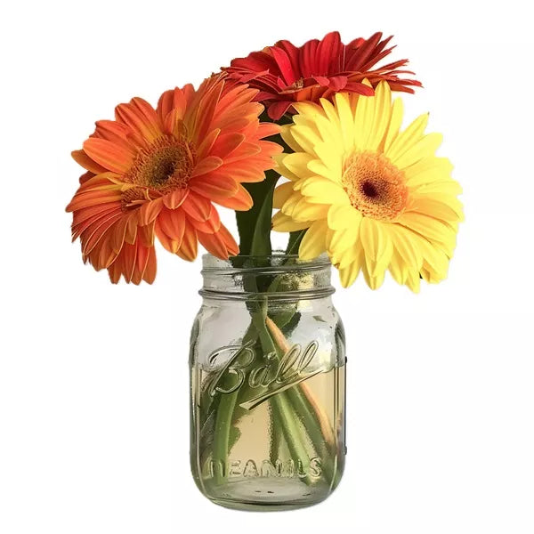 A mason jar with red, orange, and yellow Gerbera daisies on a white background.