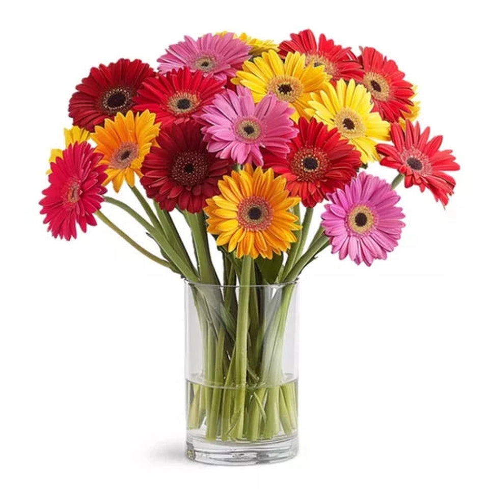 Classic Rainbow Gerbera Bouquet