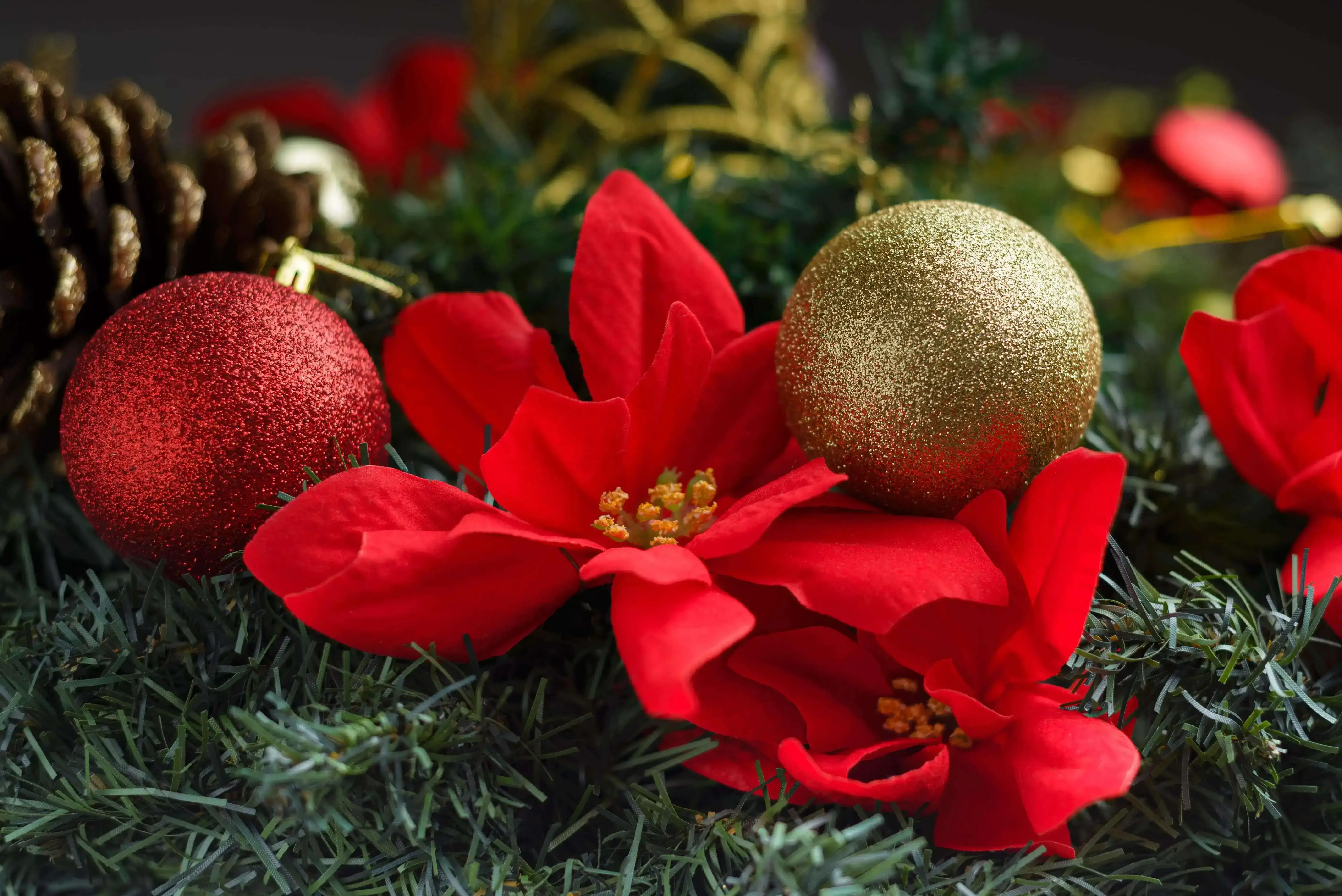 How to Choose the Perfect Christmas Flowers