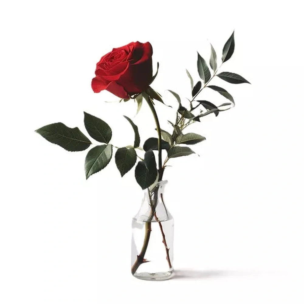 Solitary Rose